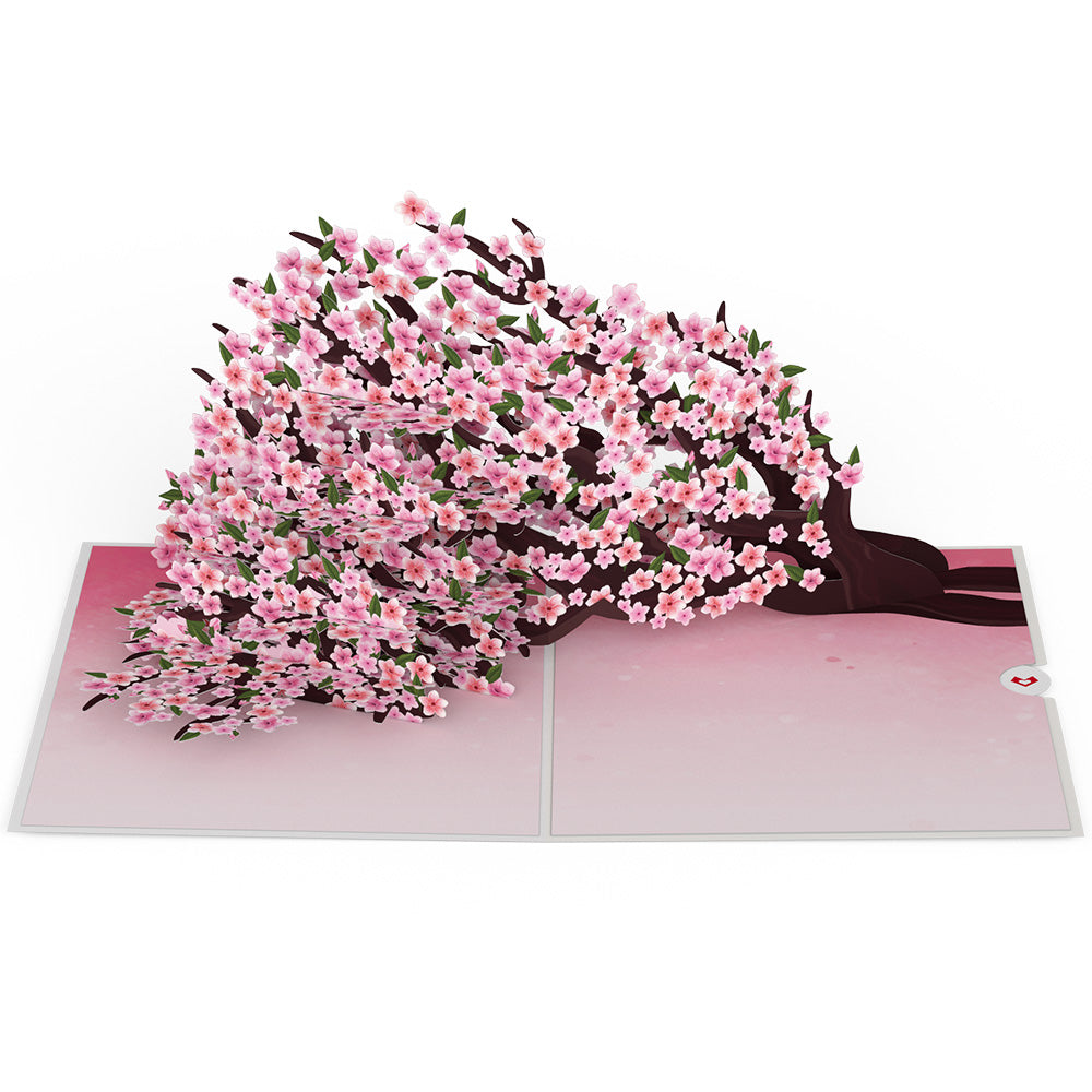 Cherry Blossom Branches in Bloom Pop-Up Card