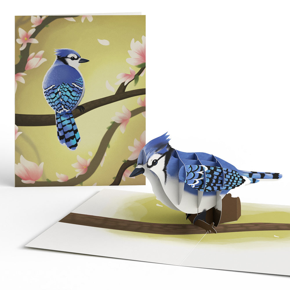 Spring Birds Box Set (Assorted 12-Pack): Paperpop® Card